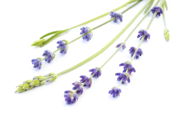 Mazzo di lavanda . — Foto Stock