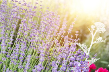 Fransa'nın Provence bölgesini.