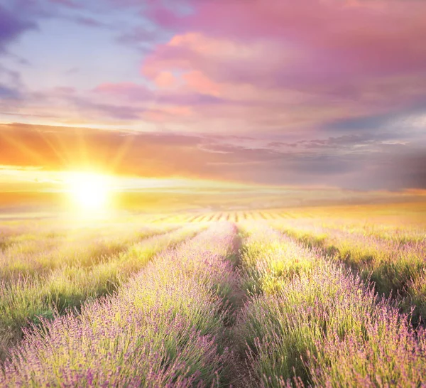 Sonnenuntergang über einem Lavendelfeld. — Stockfoto