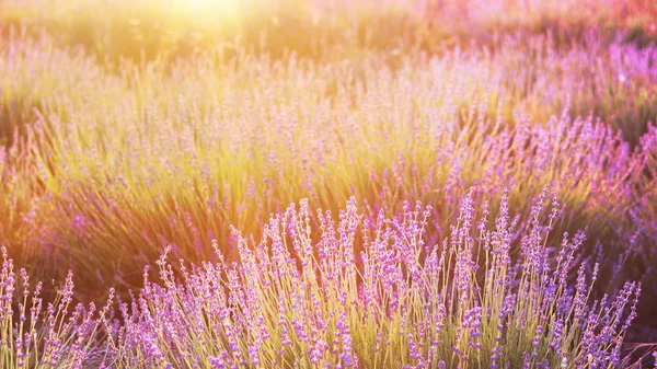 Lavendelbuskar närbild. — Stockfoto