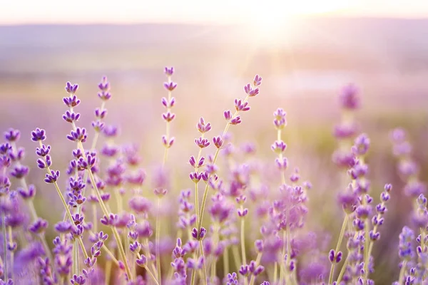 Arbustos de lavanda closeup. — Fotografia de Stock