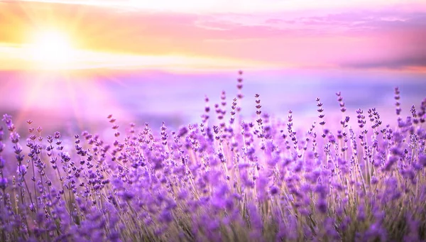 Solnedgång över ett lavendel fält. — Stockfoto