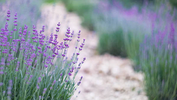 Boden zwischen Lavendelreihen. — Stockfoto