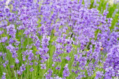 Lavanta çiçeği tarlası.