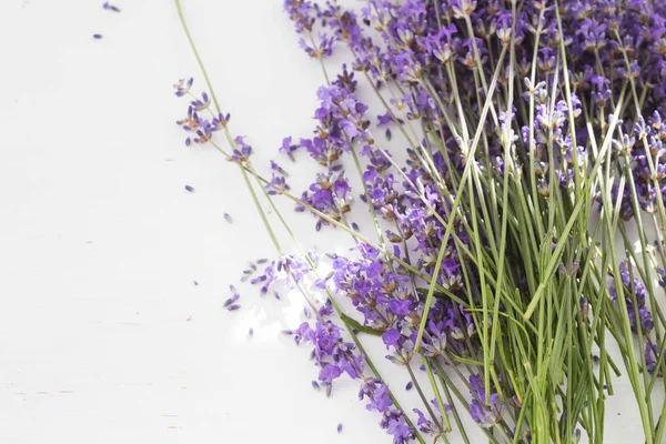 Dry lavender closeup.
