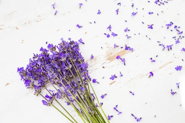 Dry lavender closeup. — Stock Photo, Image