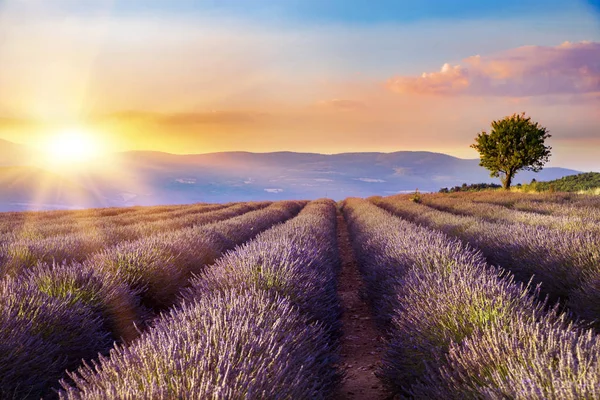 Tramonto su un campo di lavanda . — Foto Stock