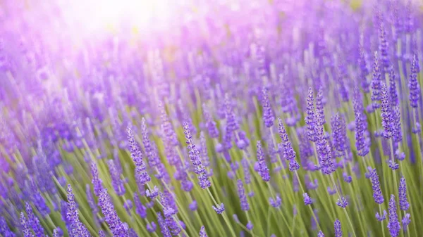Schönes Bild von Lavendelfeld. — Stockfoto