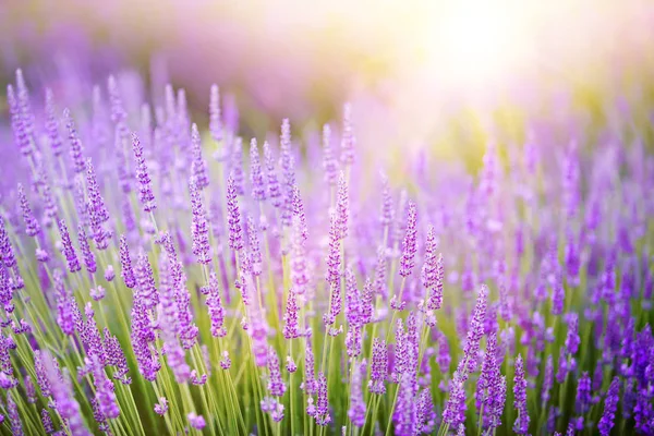 Sonnenuntergang über einem violetten Lavendelfeld. — Stockfoto