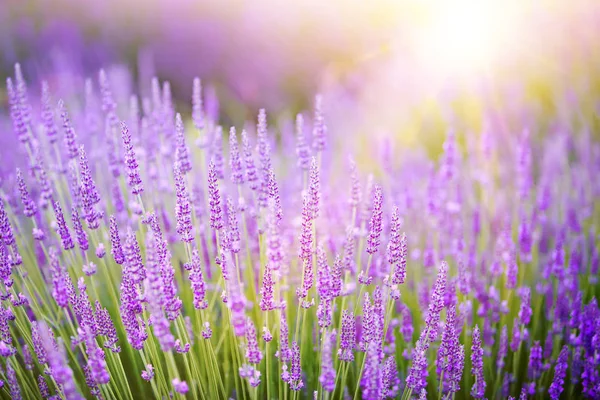 Sonnenuntergang über einem violetten Lavendelfeld. — Stockfoto