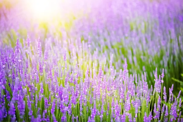 라벤더 밭의 아름다운 이미지. — 스톡 사진