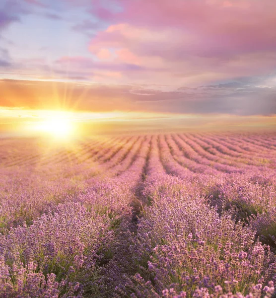 Puesta de sol sobre un campo de lavanda de verano . —  Fotos de Stock