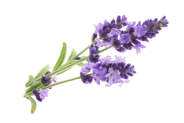 La aromaterapia de la lavanda . — Foto de Stock