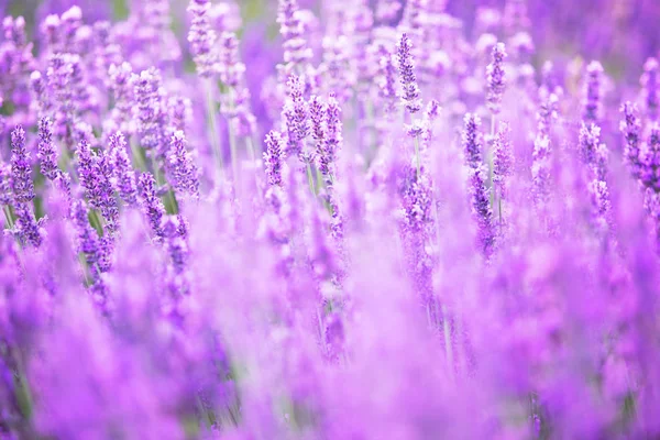 Beautiful image of lavender field. — Stock Photo, Image