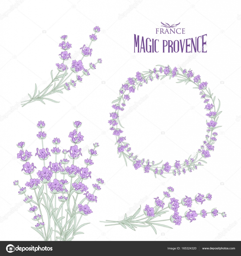 Set Of Lavender Flowers Elements Vector Image By C Kotkoa Vector Stock 165324320