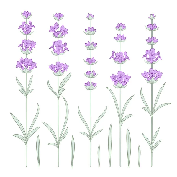 Uppsättning lavendel blommor element. — Stock vektor