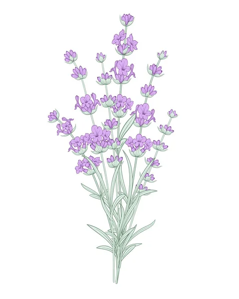 クローズアップのラベンダーの花. — ストックベクタ