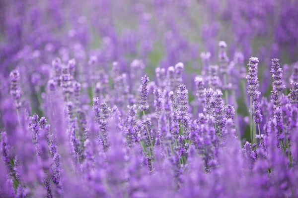 Arbustos de lavanda closeup no pôr do sol. — Fotografia de Stock