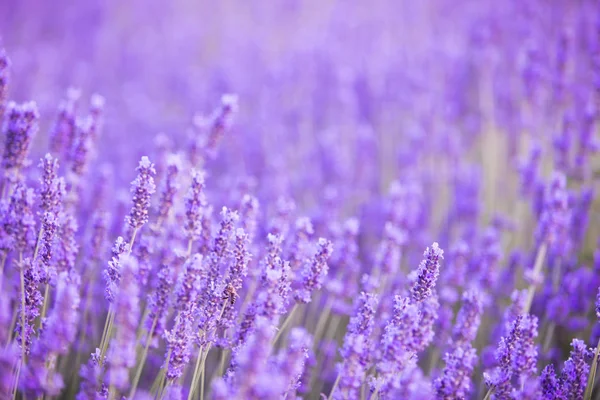 Lavender bushes closeup on sunset. — Stock Photo, Image