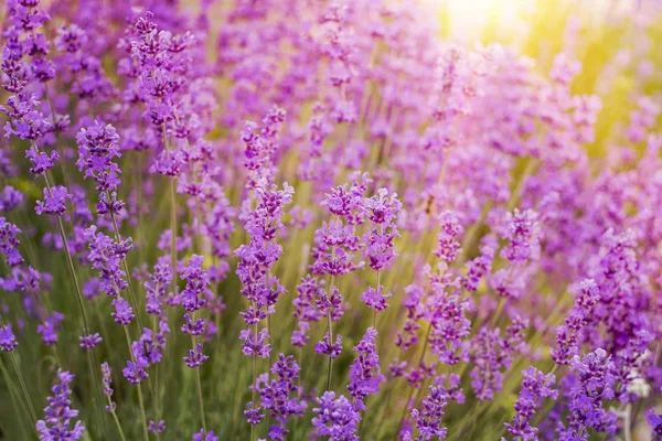 Lavender bush closeup. — Stock Photo, Image