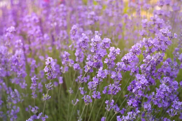 Violet lavender field in Provence. — Stock Photo, Image