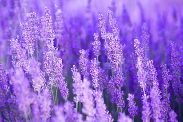 Campo de flores de lavanda. — Fotografia de Stock