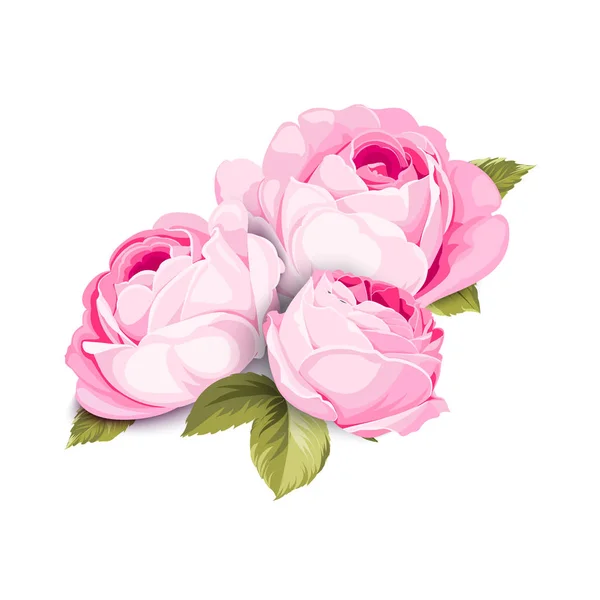 The Blooming Rose. — Stock Vector