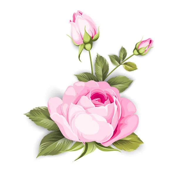 The Blooming Rose. — Stock Vector