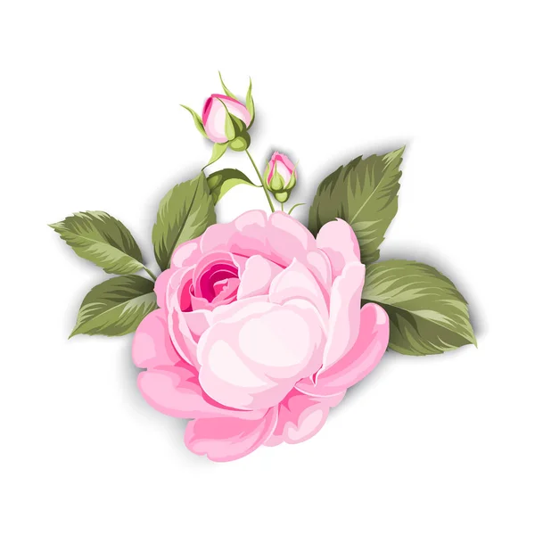 Die blühende Rose. — Stockvektor