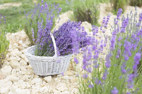 Weidenkorb mit Lavendel. — Stockfoto