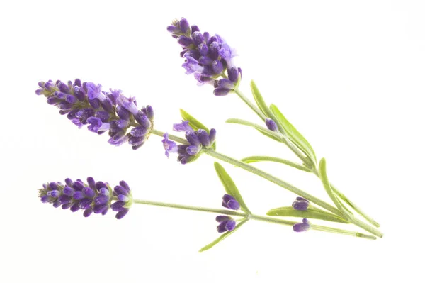 Lavender flowers in closeup.