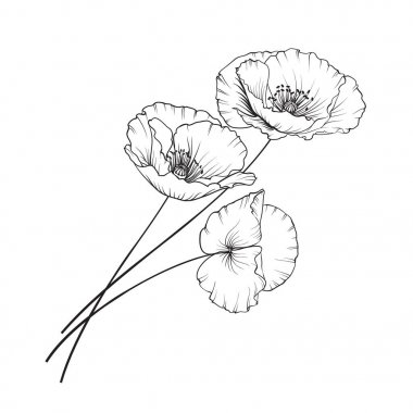 Vintage haşhaş illüstrasyon.