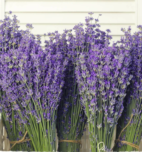 Lavendelblüten in Nahaufnahme. — Stockfoto