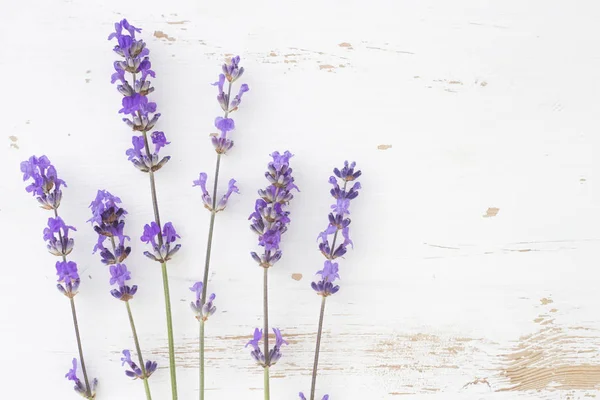 Bunch of lavender. — Stock Photo, Image
