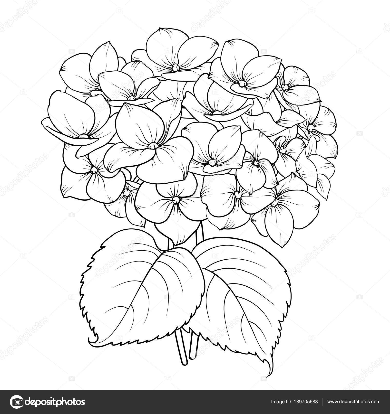 咲く花のアジサイ ストックベクター C Kotkoa