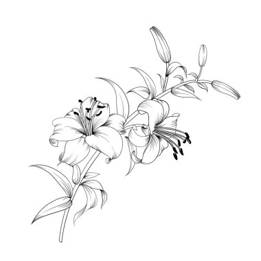 Beyaz Zambak çiçeği.