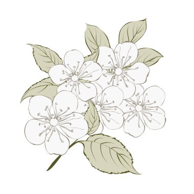 Sakura çiçek öğeleri.