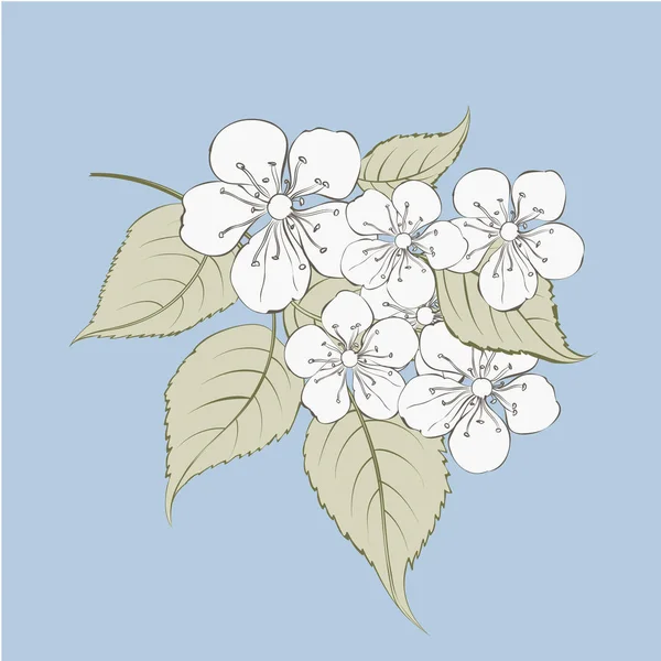 Sakura blommor element. — Stock vektor