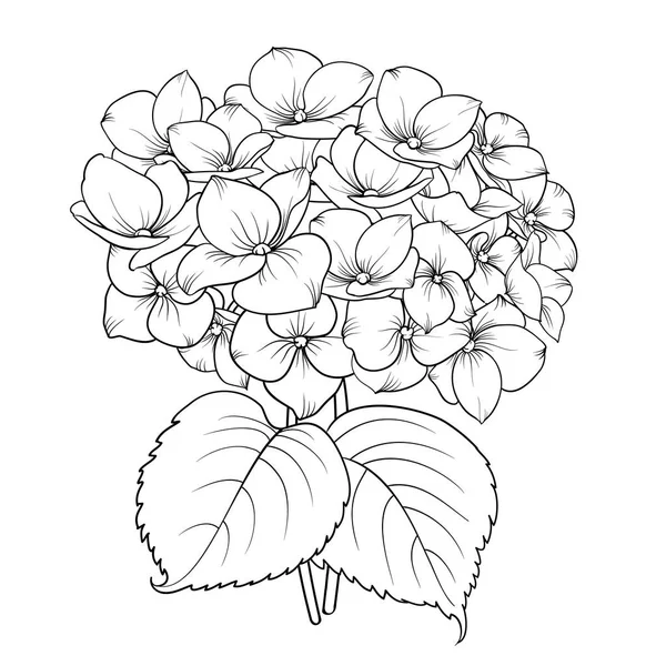 Hortensia fleurie . — Image vectorielle