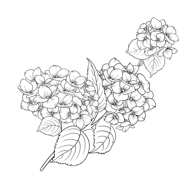 Hortensia flor floreciente . — Vector de stock