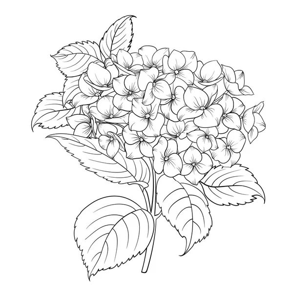 Bloeiende bloem hortensia. — Stockvector
