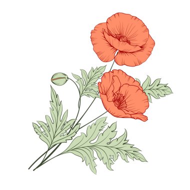 Grup haşhaş çiçekleri.