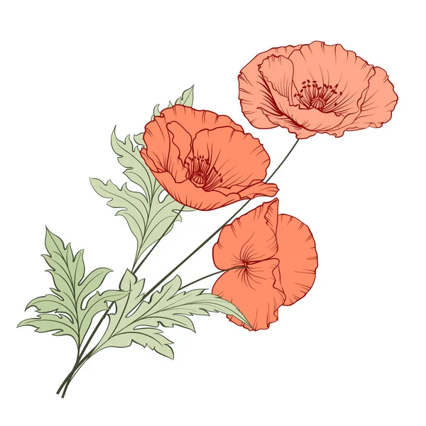 Bouquet de pavot vintage . — Image vectorielle