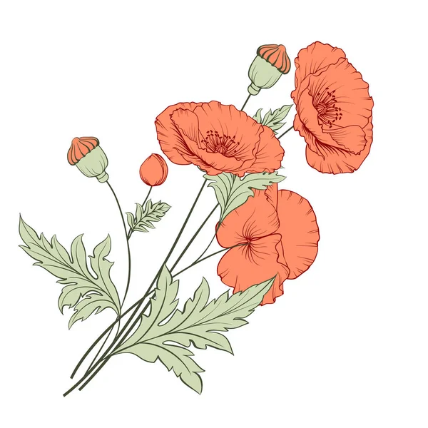 Bouquet de pavot vintage . — Image vectorielle
