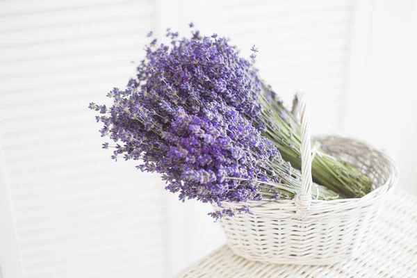 Flores de lavanda em close-up . — Fotografia de Stock