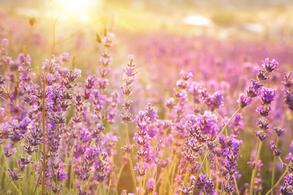 Puesta de sol sobre un campo de lavanda —  Fotos de Stock