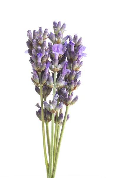 Monte de lavanda . — Fotografia de Stock