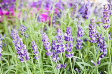 Lavanta çalıları yakın plan.