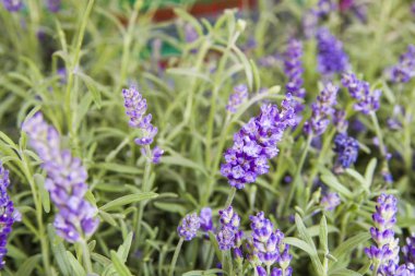 Lavanta çalıları yakın plan.