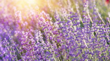 Lavanta çalıları yakın plan.